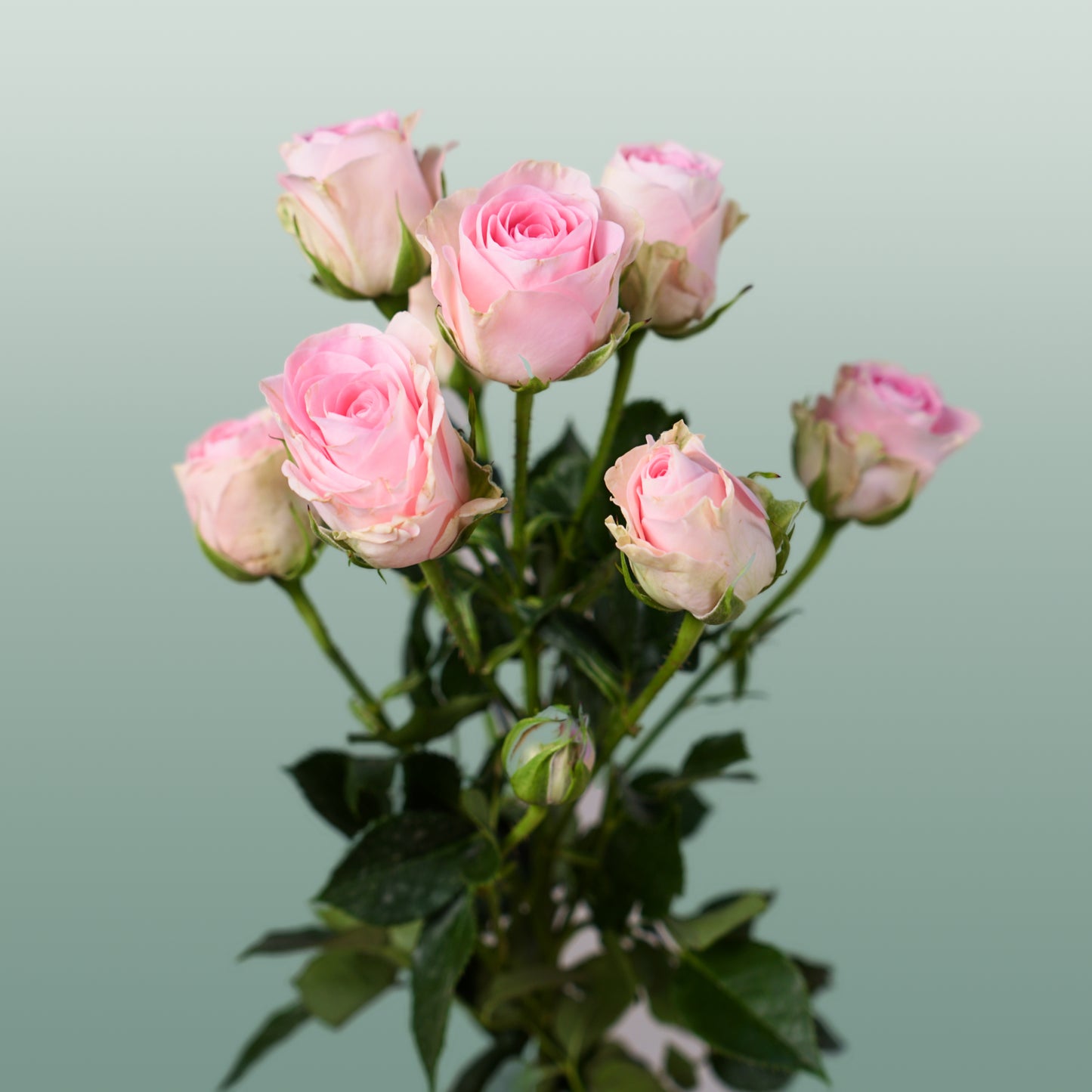 Spray Rose Good Mood (10 Stems)