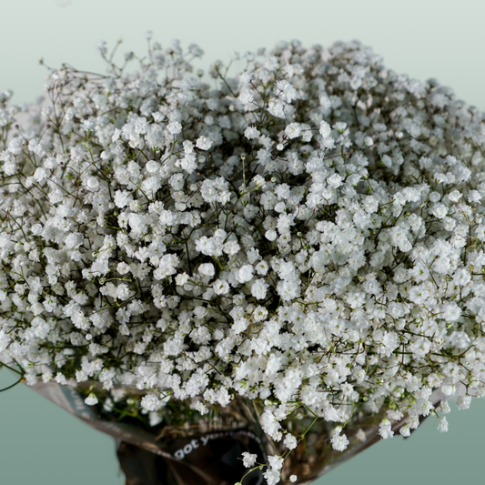 Gypsophila Equadorian Cosmic