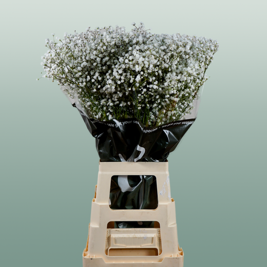 Gypsophila Equadorian Cosmic
