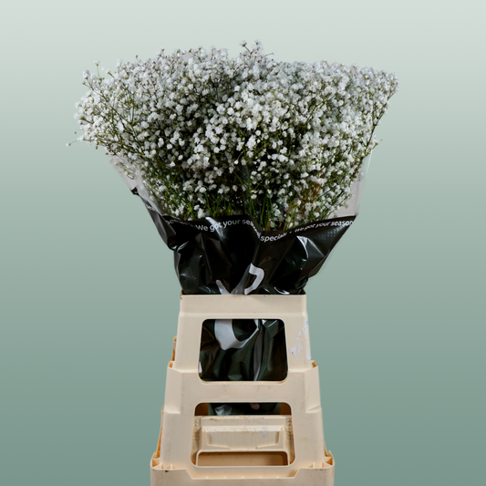 Gypsophila Equadorian Cosmic