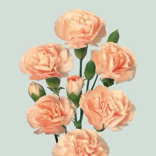 Carnation Spray Hamada (20 Stems)