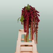 Amaranthus Hanging Coral Fountain