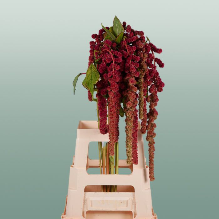 Amaranthus Hanging Coral Fountain