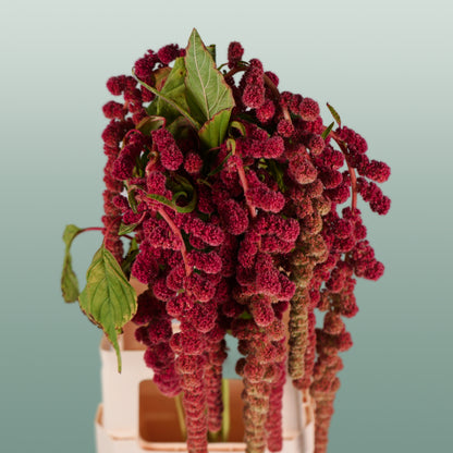 Amaranthus Hang Coral Fountain (10 Stems)