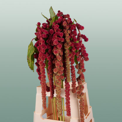 Amaranthus Hang Coral Fountain (10 Stems)
