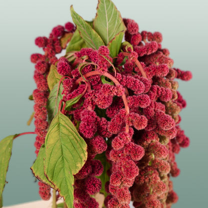 Amaranthus Hang Coral Fountain (10 Stems)