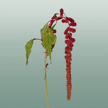 Amaranthus Hang Coral Fountain (10 Stems)