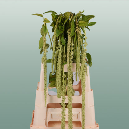 Amaranthus Hang Viridis (10 Stems)