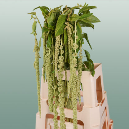 Amaranthus Hang Viridis (10 Stems)