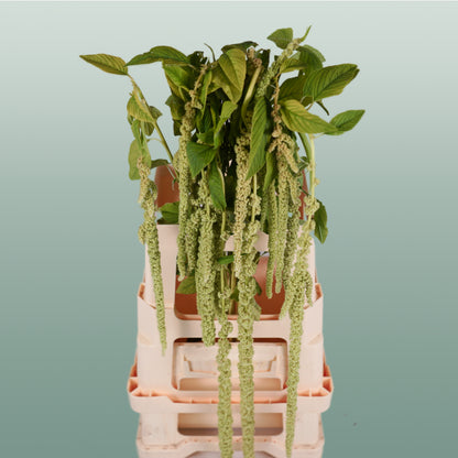Amaranthus Hang Viridis (10 Stems)