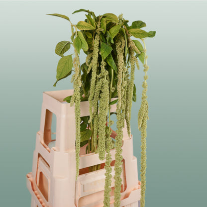 Amaranthus Hang Viridis (10 Stems)
