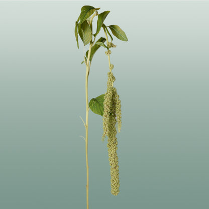 Amaranthus Hang Viridis (10 Stems)