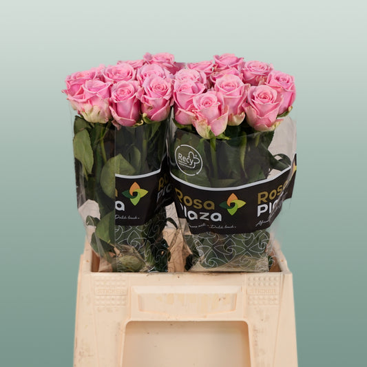 Rose Heaven 60cm (20 Stems)