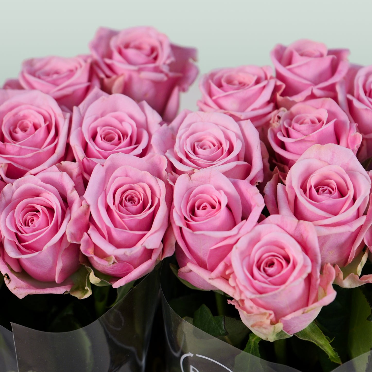 Rose Heaven 60cm (20 Stems)