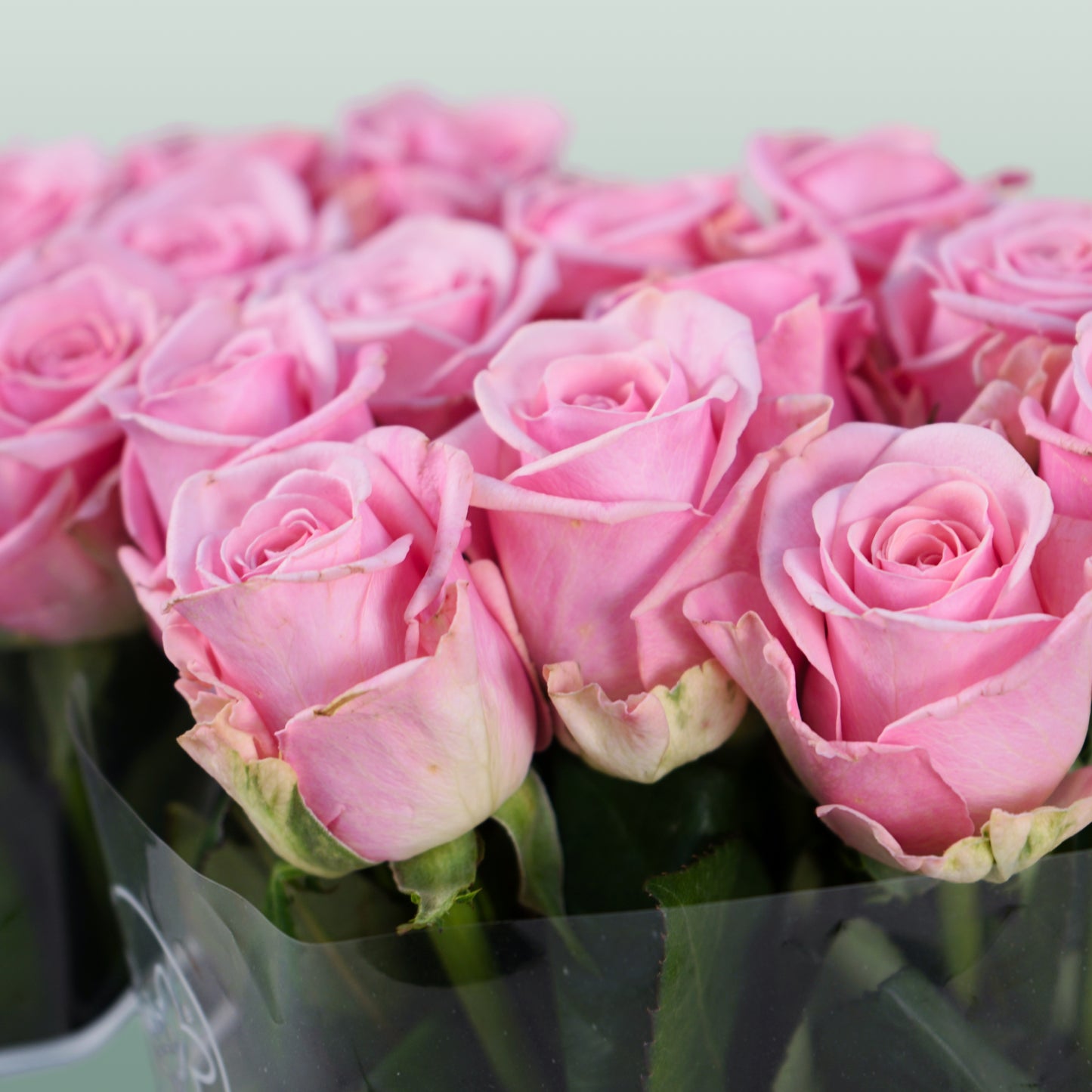 Rose Heaven 60cm (20 Stems)