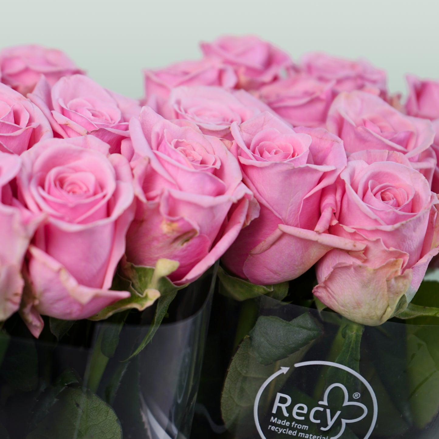 Rose Heaven 60cm (20 Stems)