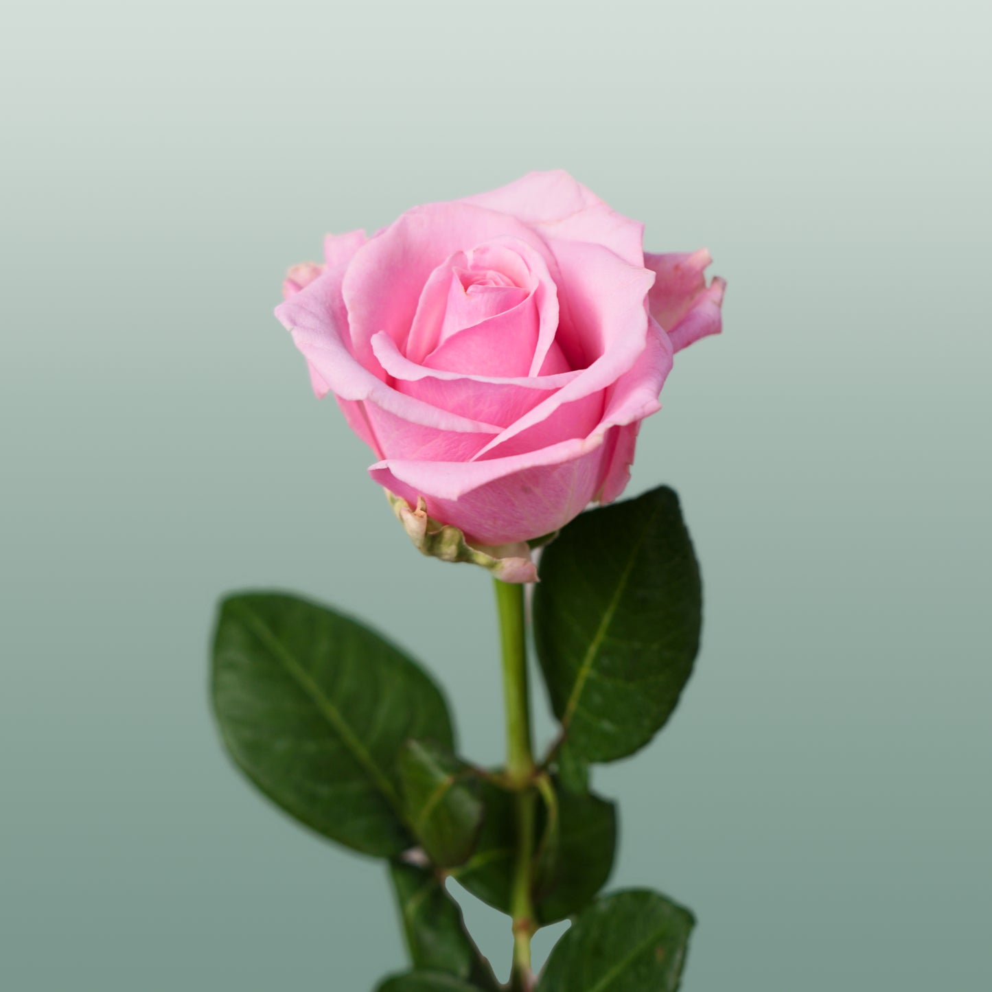 Rose Heaven 60cm (20 Stems)