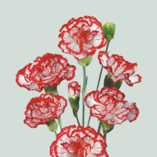 Carnation Spray Hello (20 Stems)