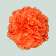 Standard Carnation - Dianthus - Hermes Orange