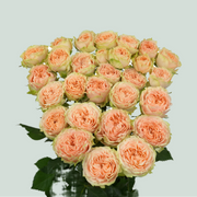 Spray Rose - Rosa - Holly