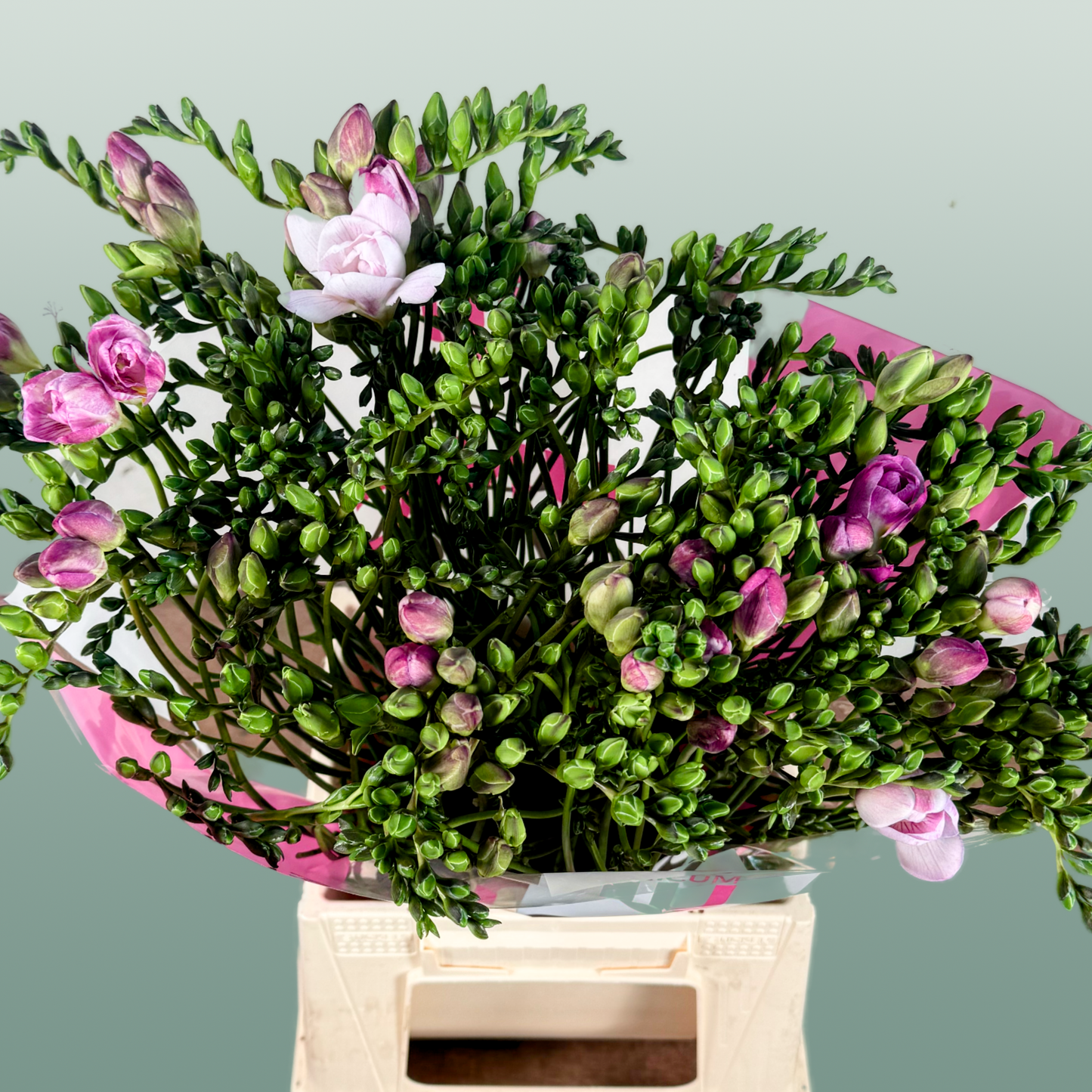 Freesia Honeymoon