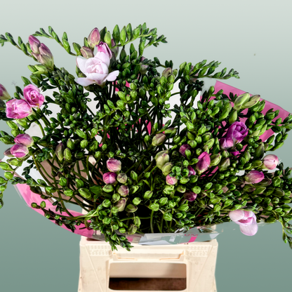 Freesia Honeymoon