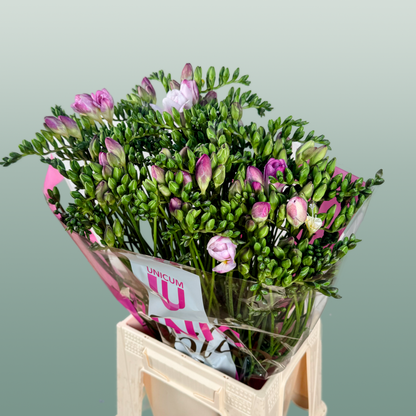 Freesia Honeymoon