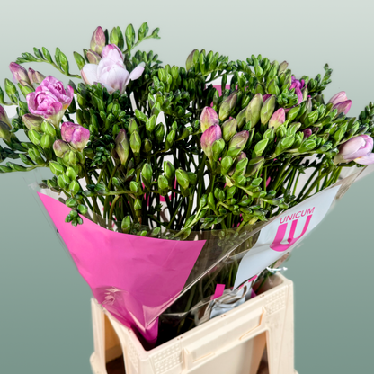 Freesia Honeymoon
