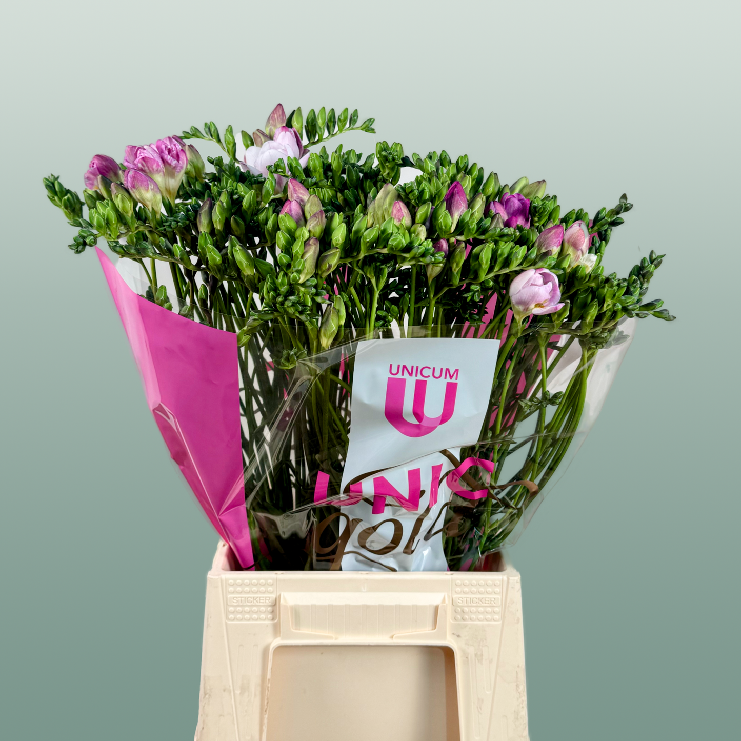 Freesia Honeymoon