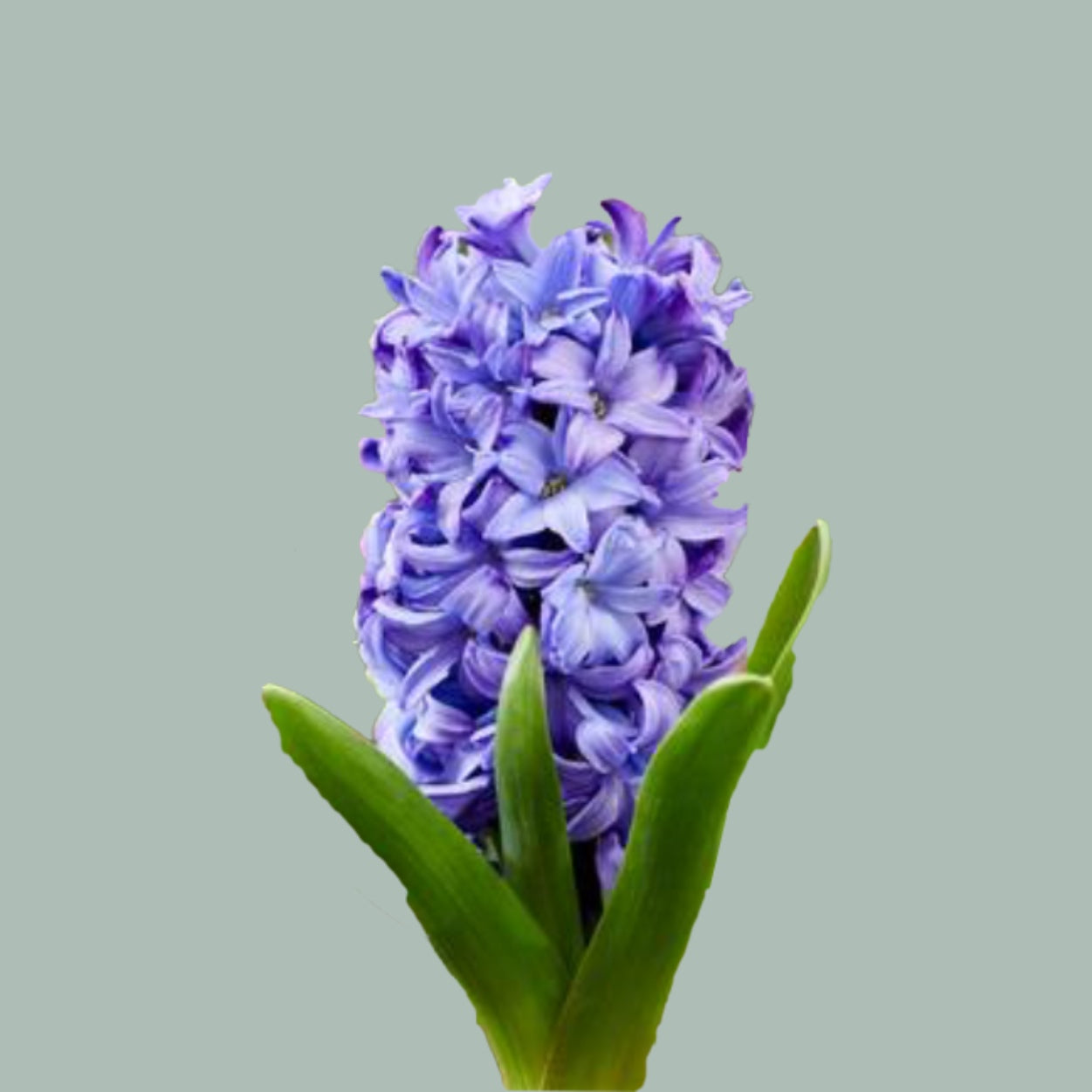 Hyacinth Blue Star (50 Stems)