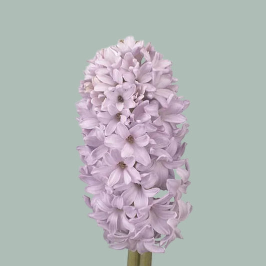 Hyacinth City Of Bradford (50 Stems)