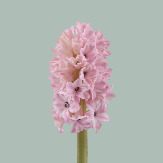 Hyacinth Fondant (50 Stems)