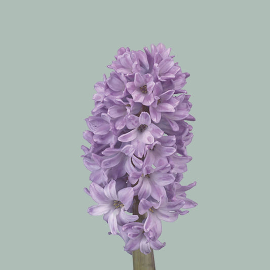 Hyacinth Milka (50 Stems)