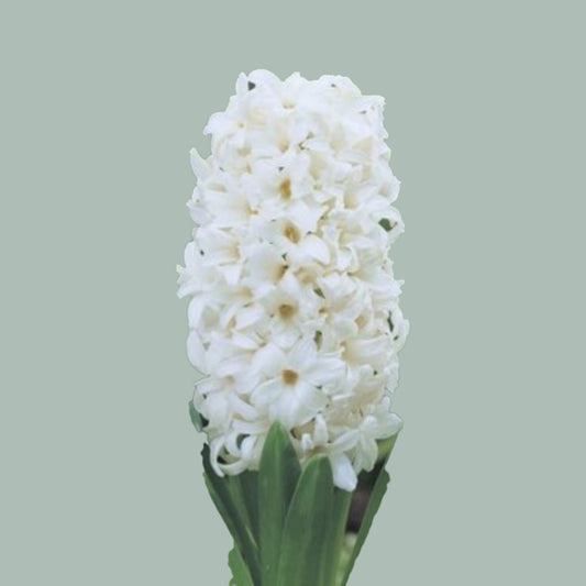 Hyacinth White (50 Stems)