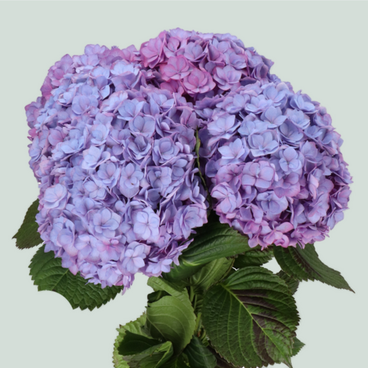 Hydrangea Adora Lavender (10 Stems)