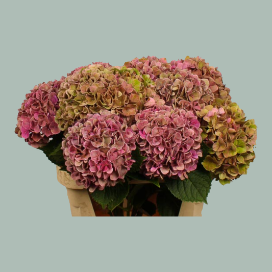 Hydrangea Candy Classic (20 Stems)