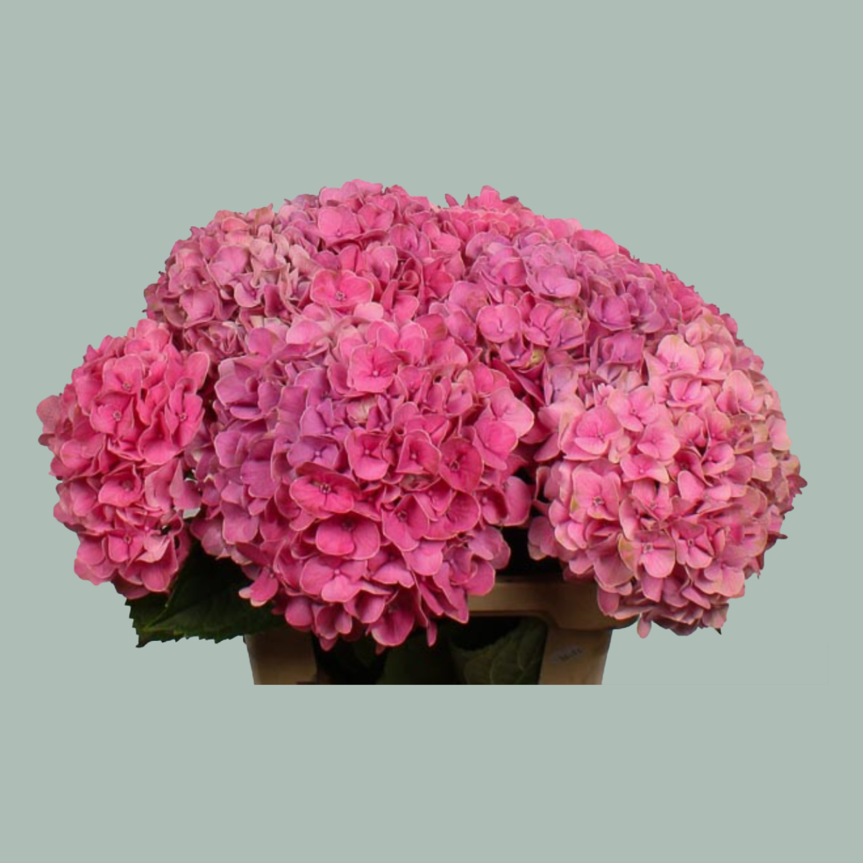 Hydrangea Candy Pink (20 Stems)