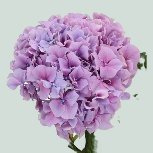 Hydrangea Cassanova (10 Stems)