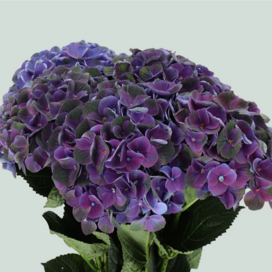 Hydrangea Charlotte Purple (10 Stems)