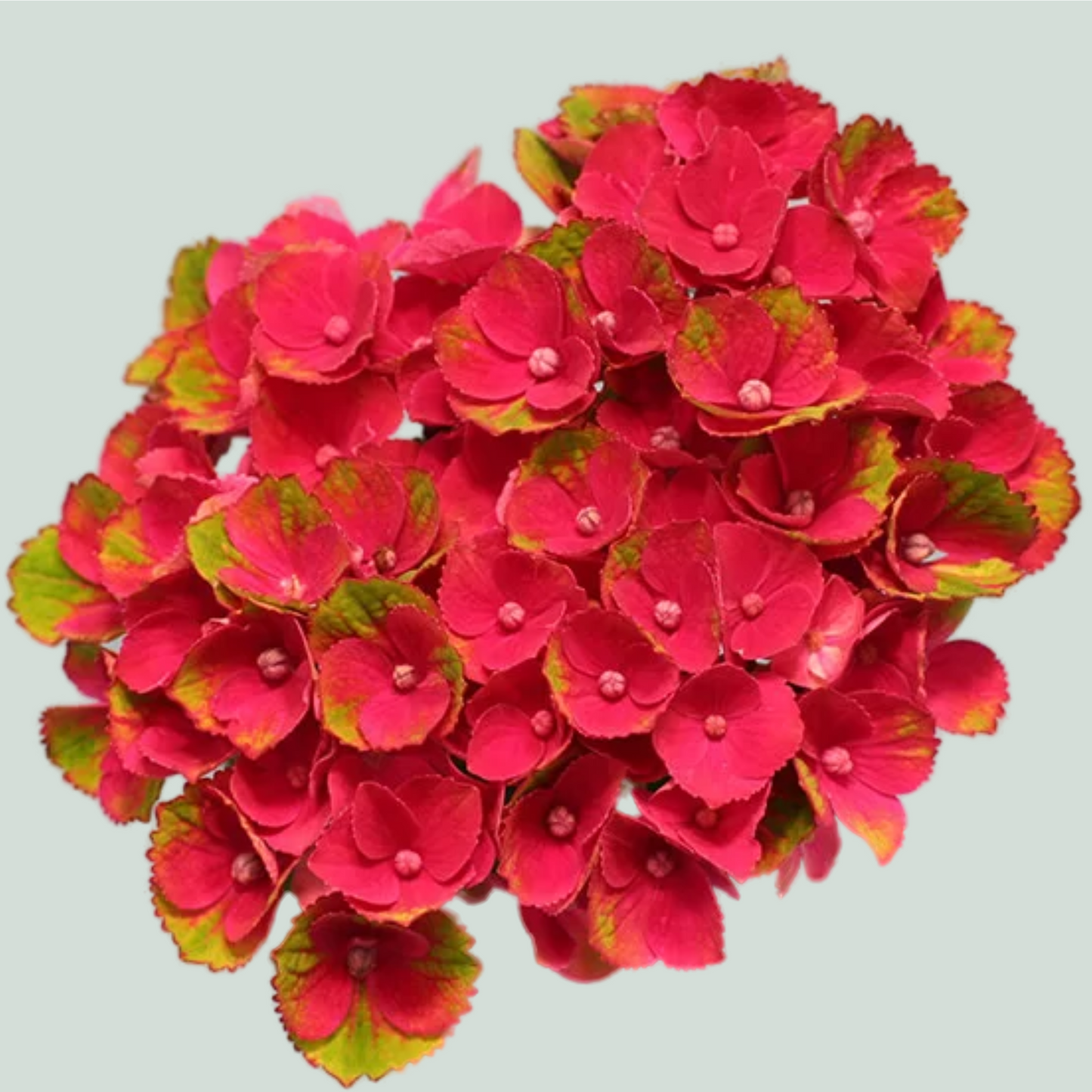 Hydrangea Charlotte Red (10 Stems)