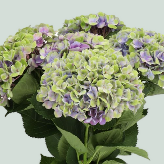 Hydrangea Magical Amethyst Purple (10 Stems)