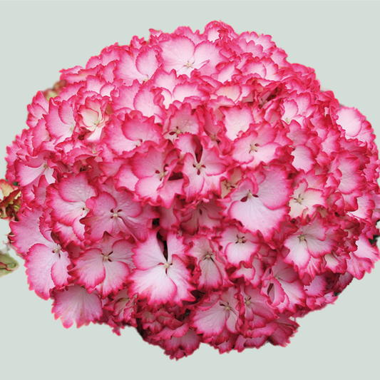 Hydrangea Magical Color Dream (10 Stems)