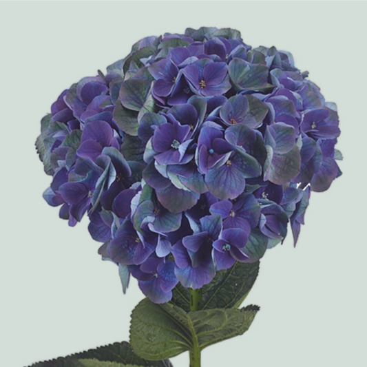 Hydrangea Magical Mistral Purple (10 Stems)