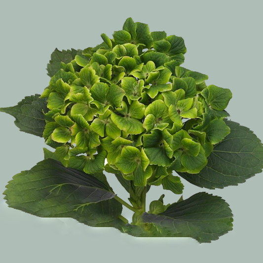 Hydrangea Magical Summergreen (10 Stems)