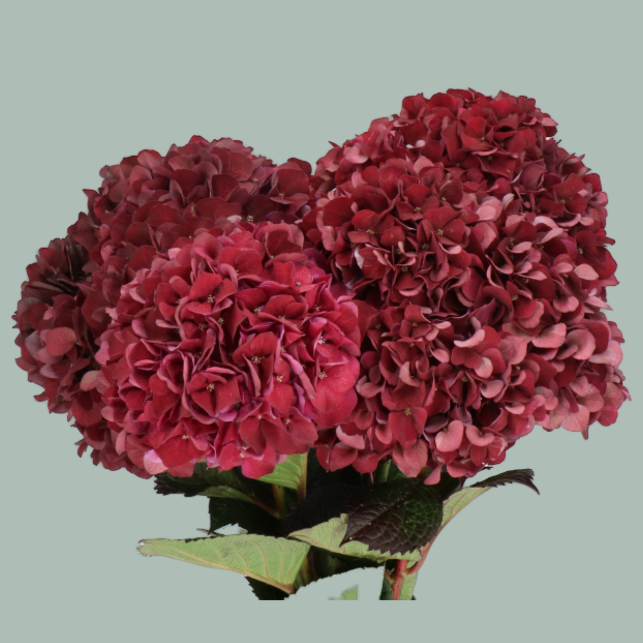 Hydrangea Magical Ruby Red (10 Stems)