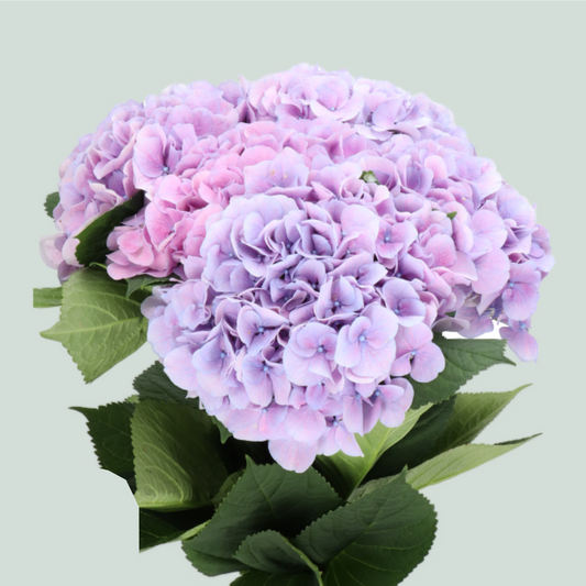 Hydrangea Marsepein Lavender (10 Stems)