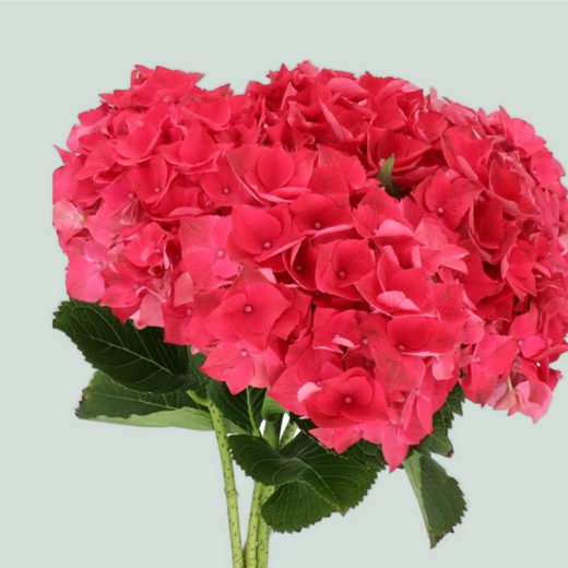 Hydrangea Mon Amour Red (10 Stems)