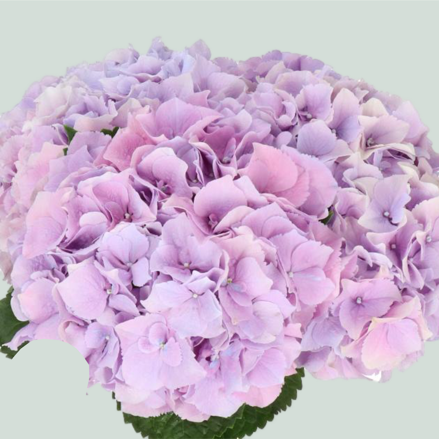 Hydrangea Royal Benefit (10 Stems)