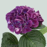 Hydrangea Royal King