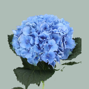 Hydrangea Royal Parade